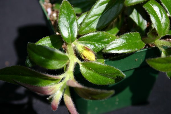 http://www.cloudjungle.com/CloudJungle/Gesneriaceae/Columnea/Columnea maryjane evans bud.jpg